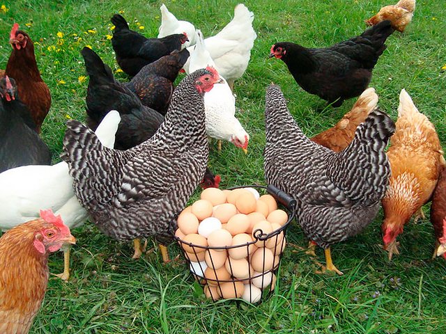 Содержание кур и уход за ними | ЗооТом - продажа, вязка и услуги для животных в Долинске