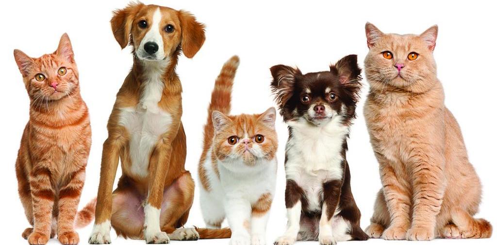 Доска объявлений о животных | ЗооТом - продажа, вязка и услуги для животных в Долинске