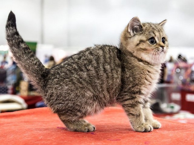 Породы кошек в Долинске | ЗооТом портал о животных