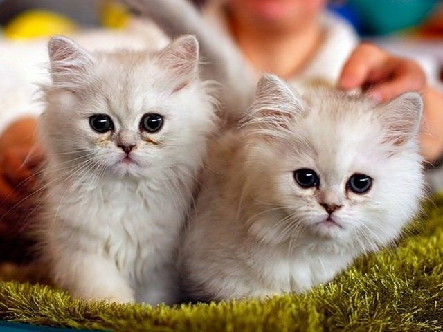 Породы кошек в Долинске | ЗооТом портал о животных