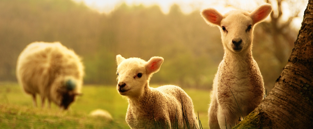 Объявления о сельскохозяйственных животных | ЗооТом - продажа, вязка и услуги для животных в Долинске