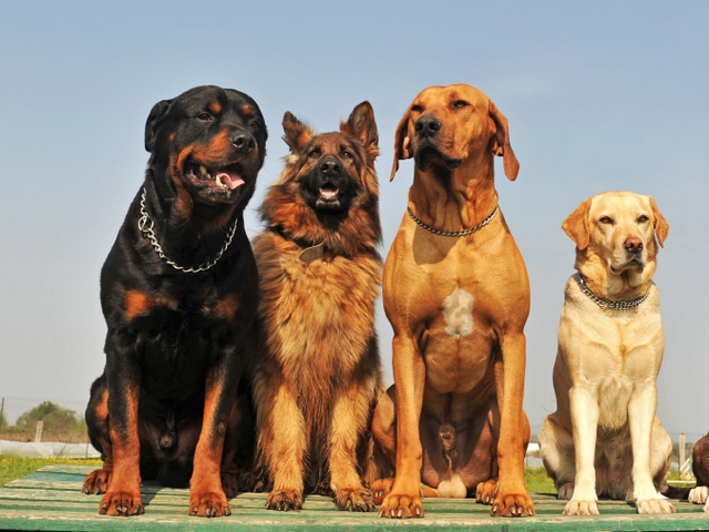 Крупные породы собак в Долинске | ЗооТом портал о животных