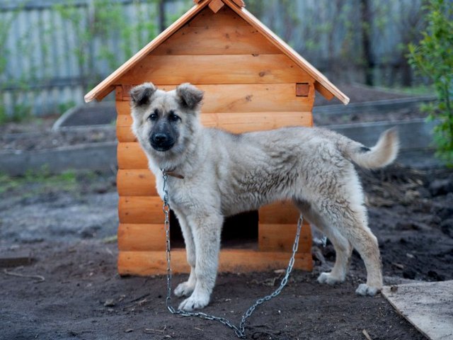 Все о собаках в Долинске Все о собаках в Долинске